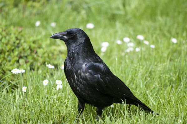 Carrion-Crow-credit-Harewood-House-Trust-1