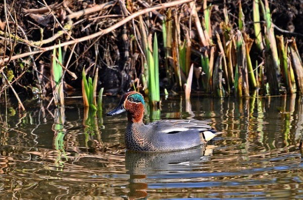 Common-Teal