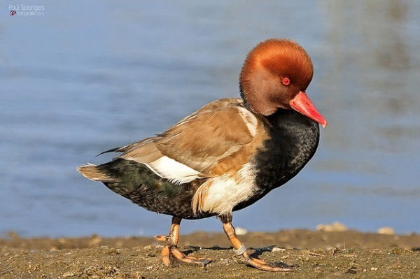 Pochard Duck