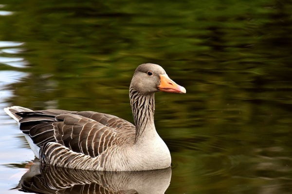 Greylag Goose