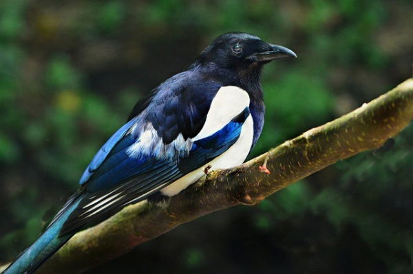 Magpie